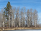Line of Bare Trees