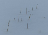 Sticks in the Snow