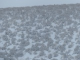 Winter Sagebrush Slope