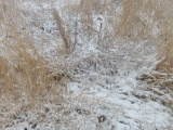Maze of Golden Grasses in Winter