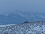 Tree over the Hill, in Winter