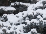 Snowy Boughs