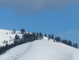 Line of Trees on a Winter Hillside