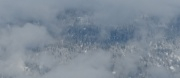 Trees Behind the Clouds