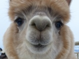 Alpaca Close Up