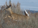 Running Deer