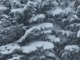 Accumulation on the Trees
