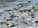 Frozen River Stones