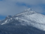 Densities of Winter Trees