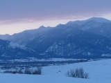 Blue Trees and Winter Snow