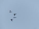 Ducks in Flight