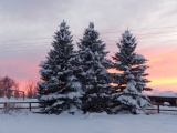 Evergreens under Snow