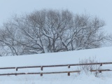 Fenceline and Distant Trees