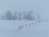 Rippling Fence in Winter