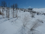 Plants casting Shadows on the Snow