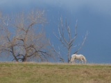 Horse in Early Spring