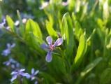 Little Purple Flowers of Spring