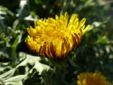 Dandelion Rim