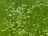 Tiny Spring Flowers