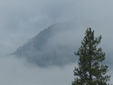 Clouds and Trees