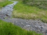 Stream through Emerald Grasses