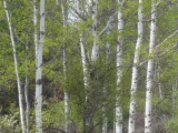 Spring Birch at Victor Crossing