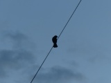 Bird on a Wire