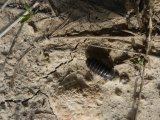 Isopod