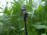 Resting Dragonfly