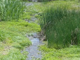 Regrowth of the Reeds