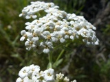 Cluster of White Flowers