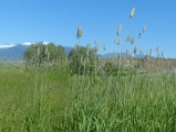 Green Cattails