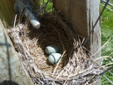 Nest in a Gate