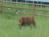 Wandering Calf