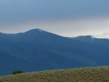 Sagebrush under Gray Sky