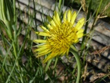 Goatsbeard Pre-Poof