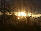 Sunset through Grasses