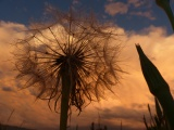 Yellow Salsify in the Evening Storm