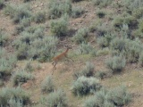 Adventures in the Sagebrush