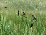 Gathering of Blackbirds