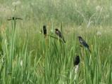 Gathering of Blackbirds