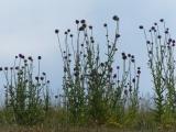 Thistle Silhouette