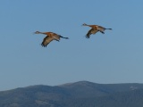 Flight of the Cranes