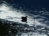 Silhouette of Duck at Dusk