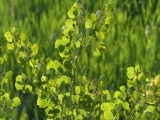 Backlit Overlapping Leaves