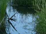 Reflections in a Small Stream