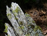 Old Bark in a Sunbeam