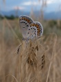 Butterfly and the Evening Sky