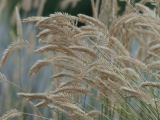 Flock of Grasses