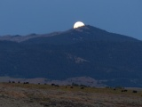 Moonrise over the Cows